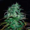 CHOCOBANG * DELICIOUS SEEDS SATIVA - 3 SEMI FEM