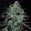 NORTHERN LIGHT BLUE THC FREE * DELICIOUS SEEDS - 10 SEMI FEM