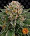 SKYWALKER OG AUTO * BARNEY'S FARM - 3 SEMI FEM