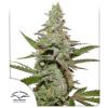 AMSTERDAM AMNESIA ® * DUTCH PASSION - 10 SEMI FEM