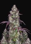 LEMON PIE AUTO * FAST BUDS SEEDS - 3 SEMI FEM