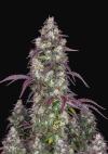 LEMON PIE AUTO * FAST BUDS SEEDS - 1 SEME FEM