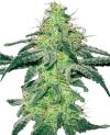 WHITE SKUNK * SENSI WHITE LABEL - 5 SEMI FEM