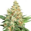 OG KUSH * SEEDSTOCKERS - 3 SEMI FEM