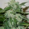 CHRONIC RYDER * DOCTOR'S CHOICE - 3 SEMI FEM 