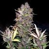 PURPLE RYDER * DOCTOR'S CHOICE - 10 SEMI FEM 