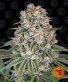 TROPICANNA BANANA * BARNEY'S FARM - 3 SEMI FEM