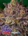 PURPLE CHERRY * POSITRONICS SEEDS - 5 SEMI FEM