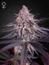 KING'S JUICE * GREEN HOUSE SEEDS - 3 SEMI FEM