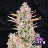 PURPLE PUNCH AUTO * FAST BUDS SEEDS - 3 SEMI FEM