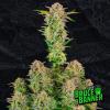 BRUCE BANNER AUTO * FAST BUDS SEEDS - 3 SEMI FEM