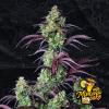 MIMOSA CAKE AUTO * FAST BUDS SEEDS - 1 SEME FEM