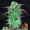 STRAWBERRY BANANA AUTO * FAST BUDS SEEDS - 3 SEMI FEM