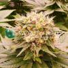 HARLEQUEEN THC FREE * WORLD OF SEEDS - 3 SEMI FEM