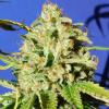 ORANGE DIESEL AUTO * ORIGINAL SENSIBLE SEEDS - 1 SEME FEM