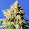 BLUEBERRY COOKIES AUTO * ORIGINAL SENSIBLE SEEDS - 1 SEME FEM