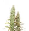 SANTA MARTA HAZE * SEEDSTOCKERS - 3 SEMI FEM