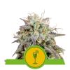 MIMOSA AUTOMATIC * ROYAL QUEEN SEEDS - 3 SEMI FEM