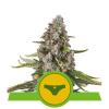 SHERBET QUEEN AUTOMATIC * ROYAL QUEEN SEEDS - 1 SEME FEM