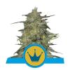 ROYAL HIGHNESS * ROYAL QUEEN SEEDS - 1 SEME FEM 