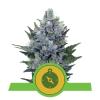 NORTHERN LIGHT AUTOMATIC * ROYAL QUEEN SEEDS - 1 SEME FEM