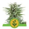 EASY BUD * ROYAL QUEEN SEEDS - 1 SEME FEM