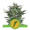 QUICK ONE * ROYAL QUEEN SEEDS - 1 SEME FEM 