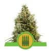 ROYAL AK AUTOMATIC * ROYAL QUEEN SEEDS - 5 SEMI FEM 