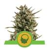 AMNESIA HAZE AUTOMATIC * ROYAL QUEEN SEEDS - 1 SEME FEM