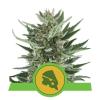 ROYAL CHEESE AUTOMATIC * ROYAL QUEEN SEEDS - 1 SEME FEM 