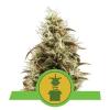 ROYAL JACK AUTOMATIC * ROYAL QUEEN SEEDS - 1 SEME FEM 