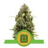 DIESEL AUTOMATIC * ROYAL QUEEN SEEDS - 3 SEMI FEM 