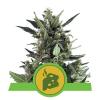 BLUE CHEESE AUTOMATIC * ROYAL QUEEN SEEDS - 1 SEME FEM
