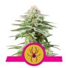 WHITE WIDOW * ROYAL QUEEN SEEDS - 5 SEMI FEM