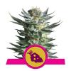 FRUIT SPIRIT * ROYAL QUEEN SEEDS - 1 SEME FEM