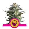 AMNESIA HAZE * ROYAL QUEEN SEEDS - 3 SEMI FEM