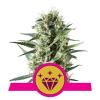 SPECIAL KUSH #1 * ROYAL QUEEN SEEDS - 10 SEMI FEM