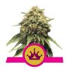 SPECIAL QUEEN #1 * ROYAL QUEEN SEEDS - 1 SEME FEM 