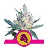 ROYAL CHEESE FAST FLOWERING * ROYAL QUEEN SEEDS - 3 SEMI FEM 