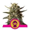 BUBBLEGUM XL * ROYAL QUEEN SEEDS - 3 SEMI FEM