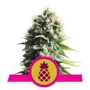 PINEAPPLE KUSH * ROYAL QUEEN SEEDS - 1 SEME FEM 