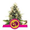 SOMANGO XL * ROYAL QUEEN SEEDS - 1 SEME FEM 