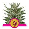 SPEEDY CHILE FAST FLOWERING * ROYAL QUEEN SEEDS - 3 SEMI FEM 