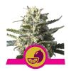 LEMON SHINING SILVER HAZE (EX LEMON HAZE) * ROYAL QUEEN SEEDS - 1 SEME FEM