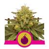 ROYAL DOMINA * ROYAL QUEEN SEEDS - 3 SEMI FEM 