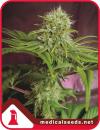 ELIXIR VITAE CBD * MEDICAL SEEDS FEM  5 SEMI