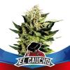 EL GAUCHO FASTER FLOWERING * BSF SEEDS - 4 SEMI FEM