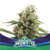 MOBY D XXL AUTO * BSF SEEDS - 50 SEMI FEM