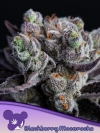 BLACKBERRY MOONROCKS * ANESIA SEEDS - 3 SEMI FEM