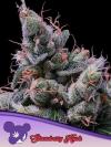 STRAWBERRY KUSH * ANESIA SEEDS - 5 SEMI FEM